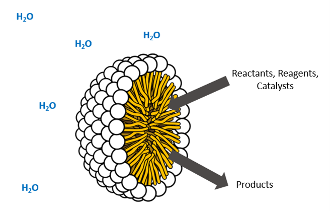 Cartoon cutaway view of a micelle, showing the lipophilic interior (yellow) and hydrophilic exterior (white).